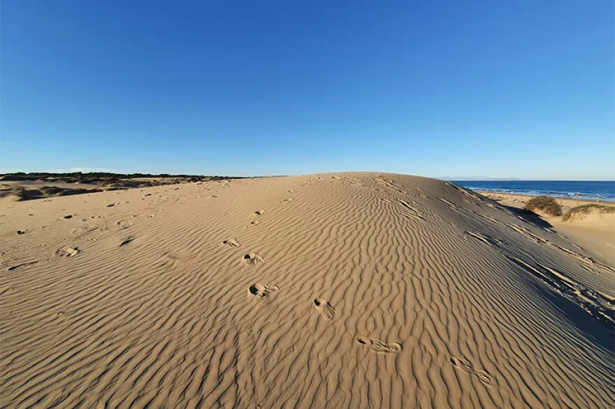 Сосновый лесопарк и дюны